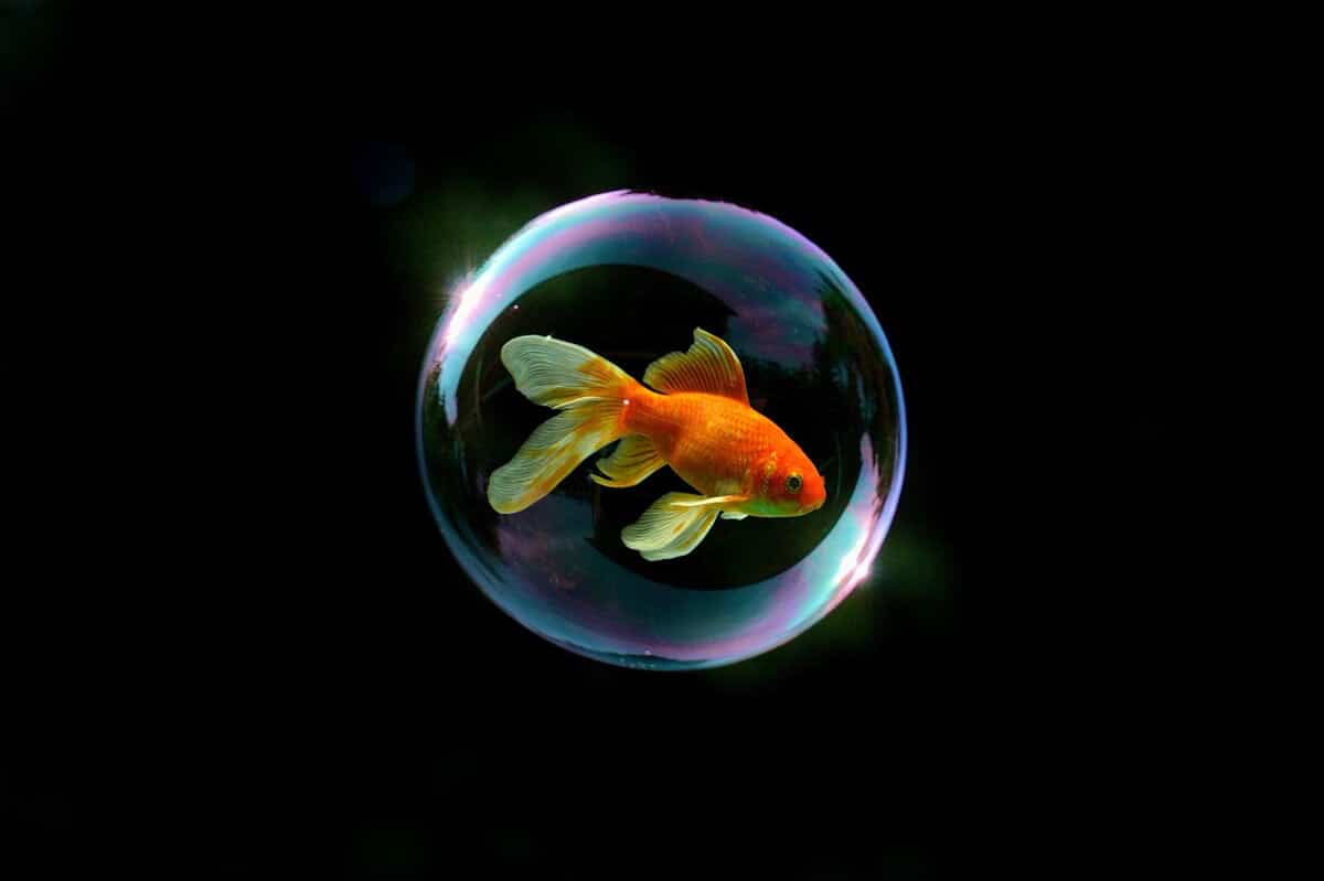 Image 03 of In Rainbows