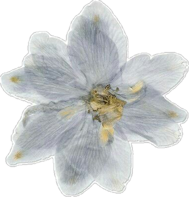 Illustration d'une fleur