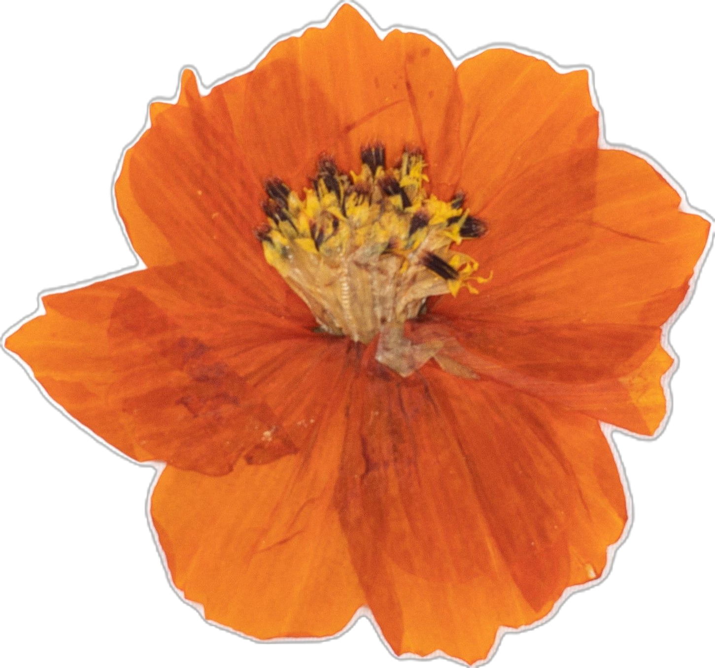 Illustration d'une fleur