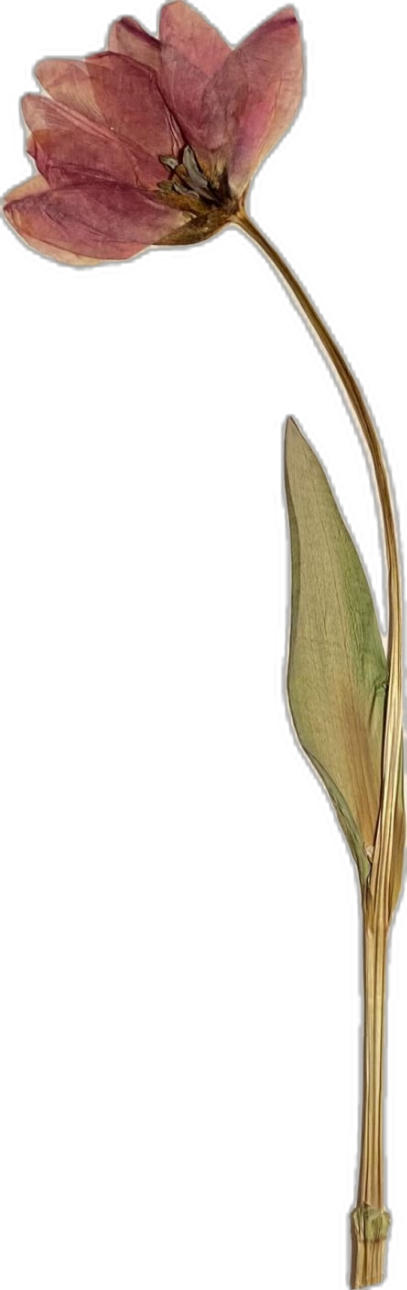 Illustration d'une fleur