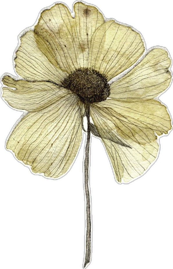 Illustration d'une fleur