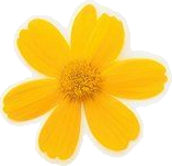 Illustration d'une fleur